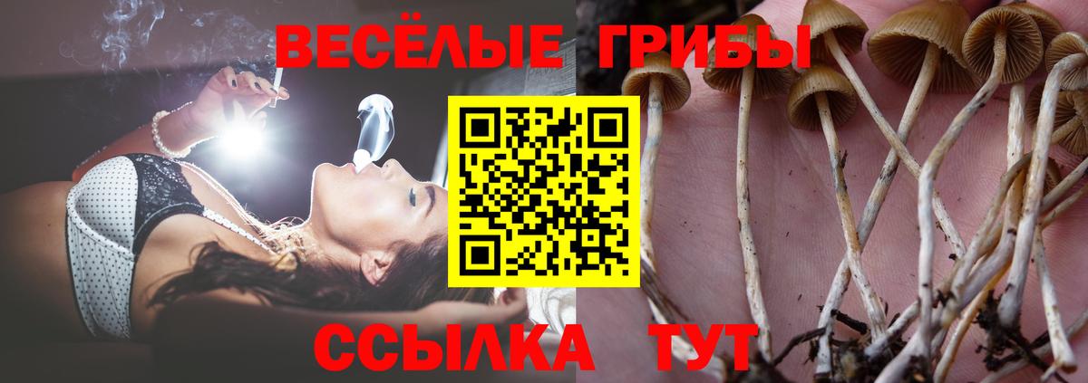 Старая Купавна  Псилоцибиновые грибы Cubensis  Вход с VPN  Галлюциногенные грибы ЛСД 